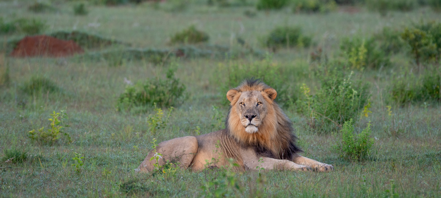 Majestic lion, part of iconic Big 5, captured in natural habitat at Camp Ndlovu.
