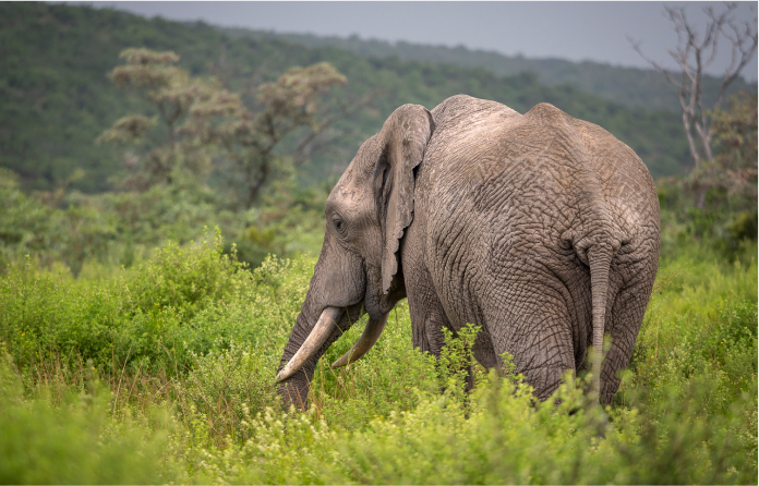 Stunning capture of an elephant by a photographer, highlighting the wild beauty of Camp Ndlovu.