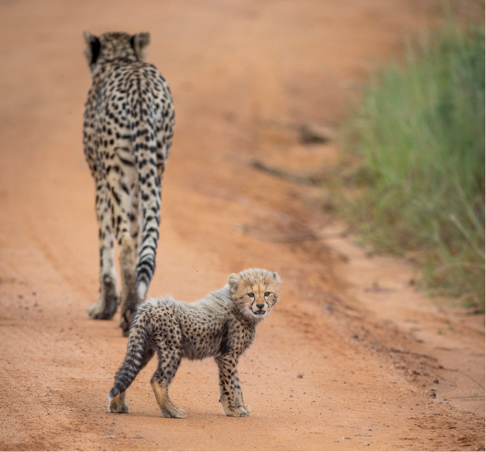 Captivating encounter with cheetah and her cub, encapsulating wild beauty of Camp Ndlovu.