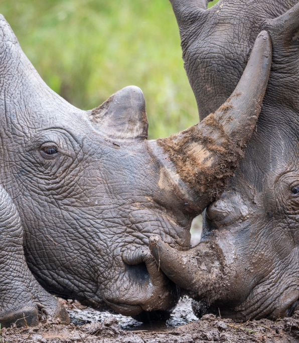 Majestic rhinos roaming in their natural habitat, an inspiring sight at Camp Ndlovu.